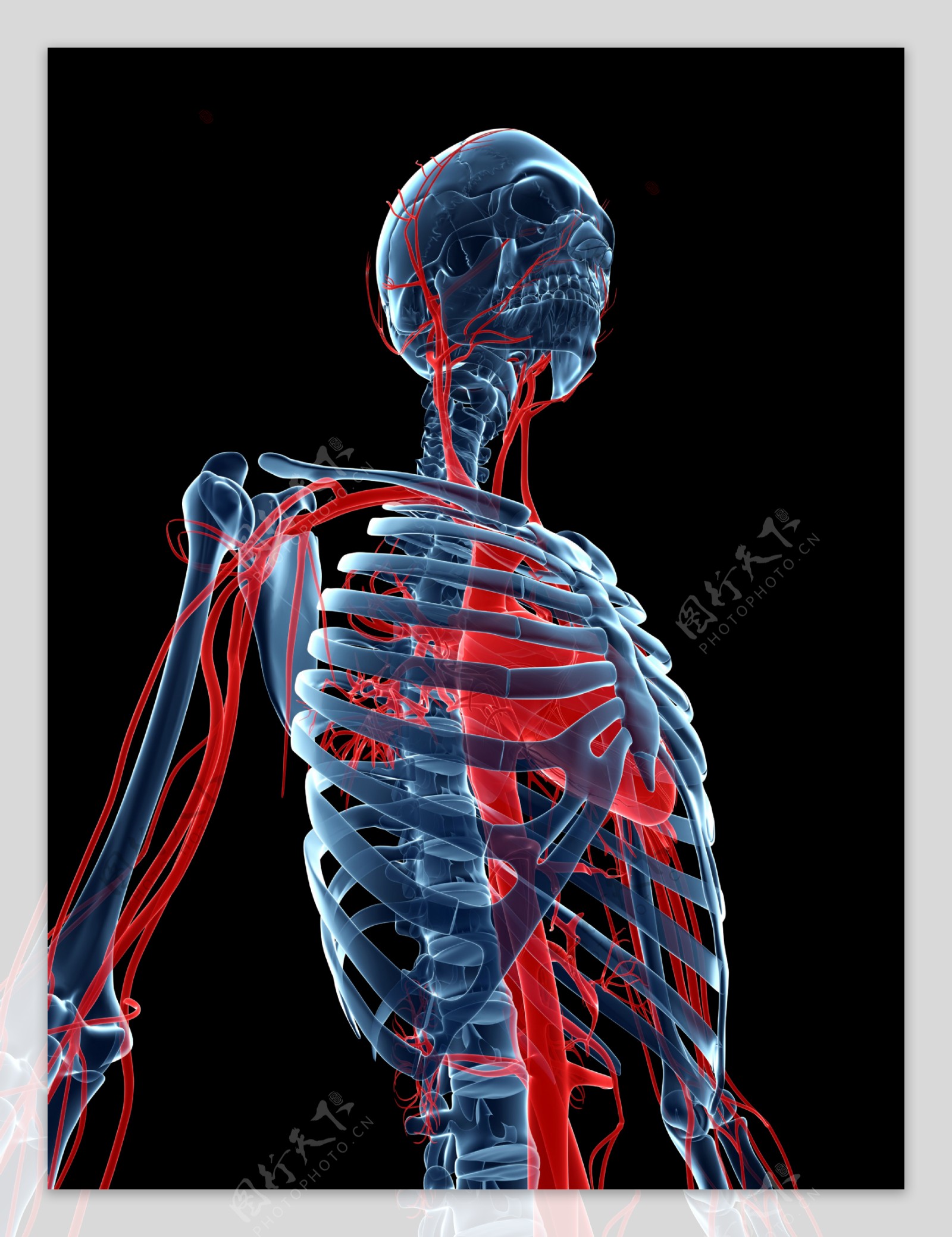 人体全身血管模型图片