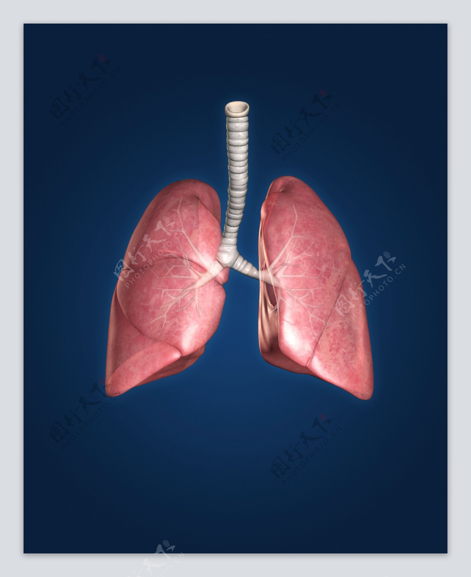人体肺部器官图片