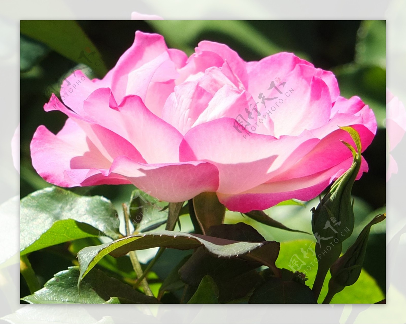 位图植物摄影写实花卉花朵玫瑰花免费素材