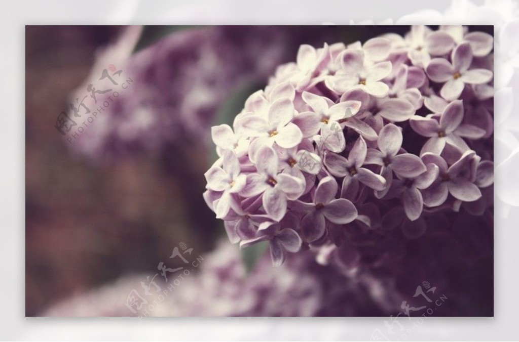 位图写实花卉植物花朵丁香花免费素材