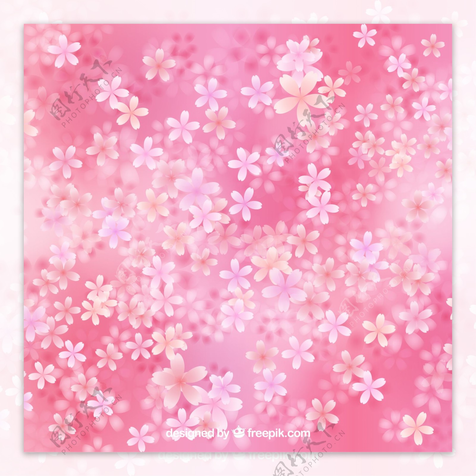 樱花盛开在粉红色的背景上