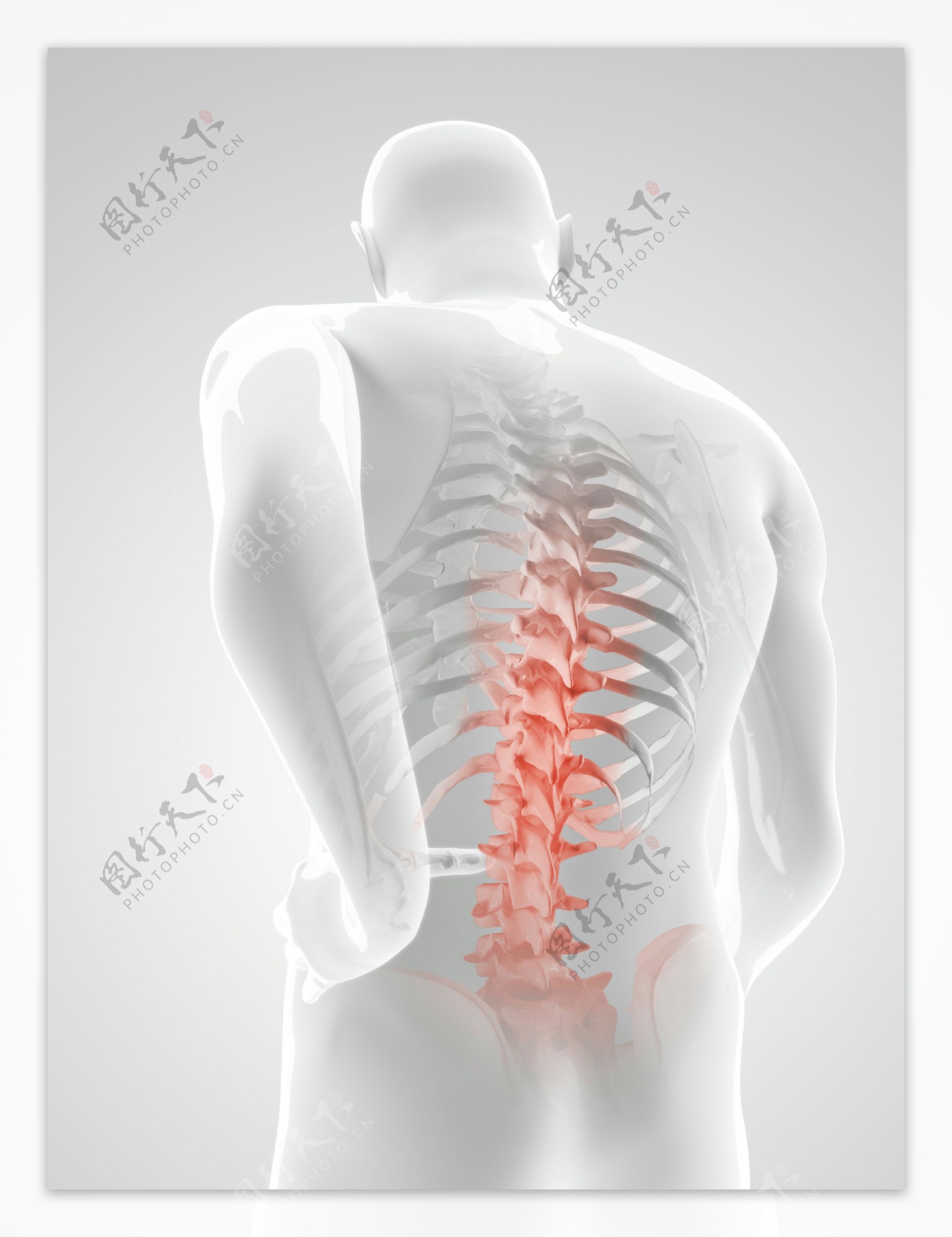 人体腰椎X光透视图图片
