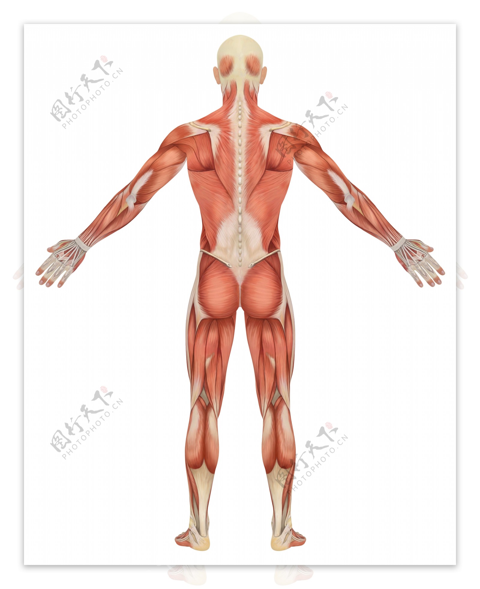 男性背部肌肉组织图片