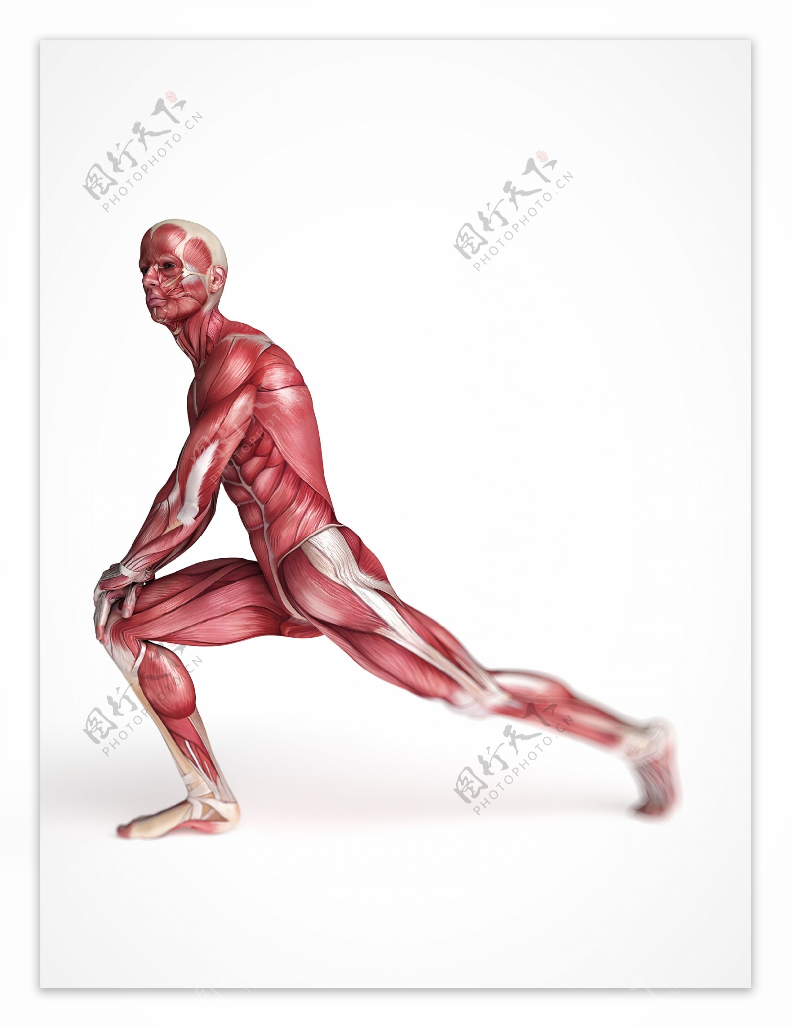 男性肌肉器官图片
