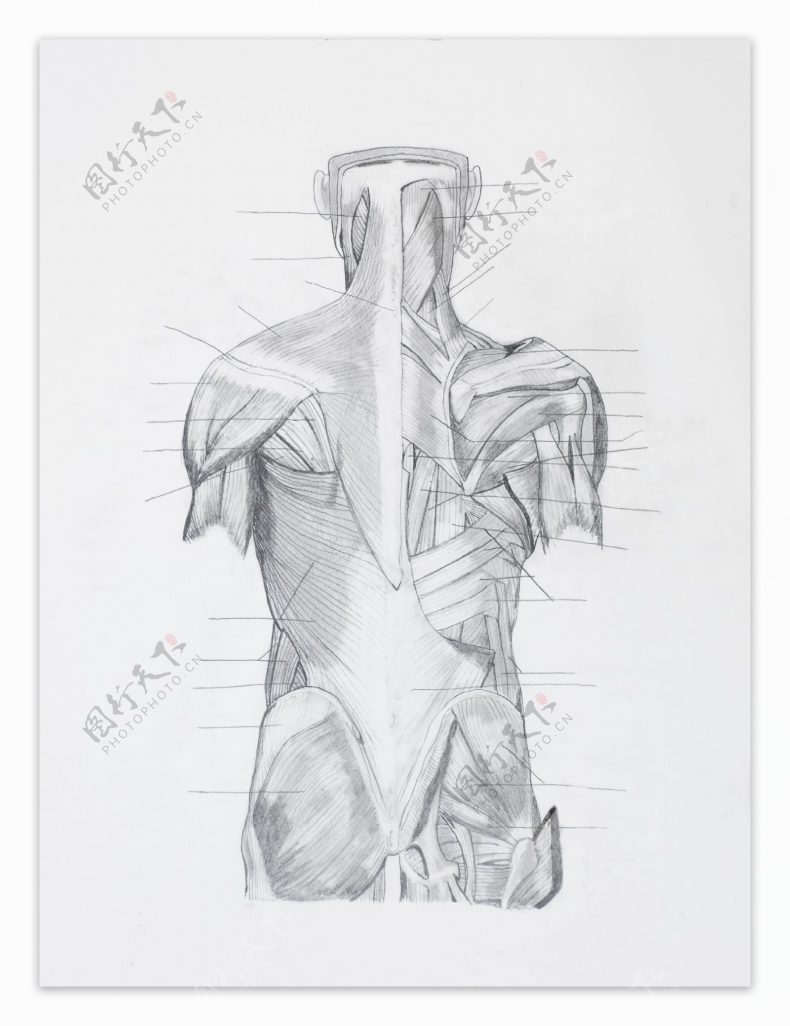 背部肌肉结构图片