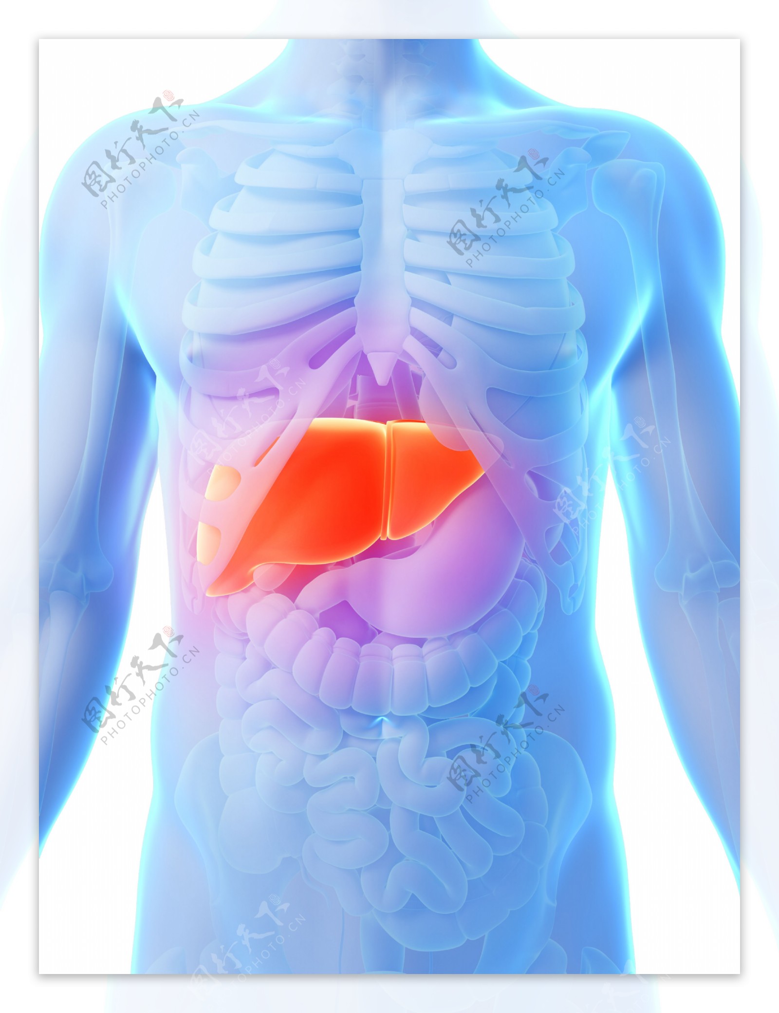 人体肝脏器官图片