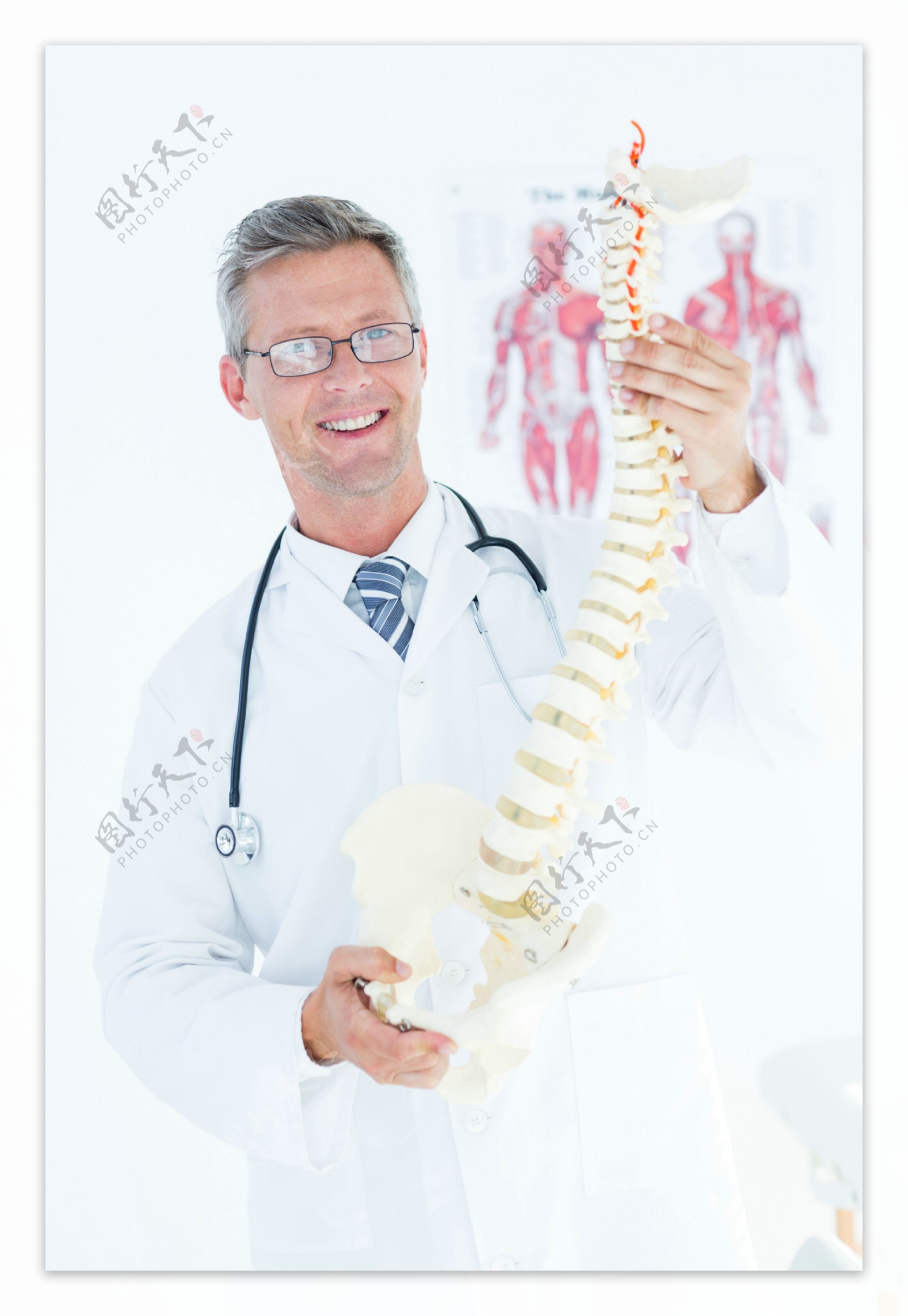 拿着人体脊椎模型的医生图片