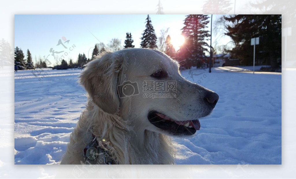 冬天雪地里的金毛犬