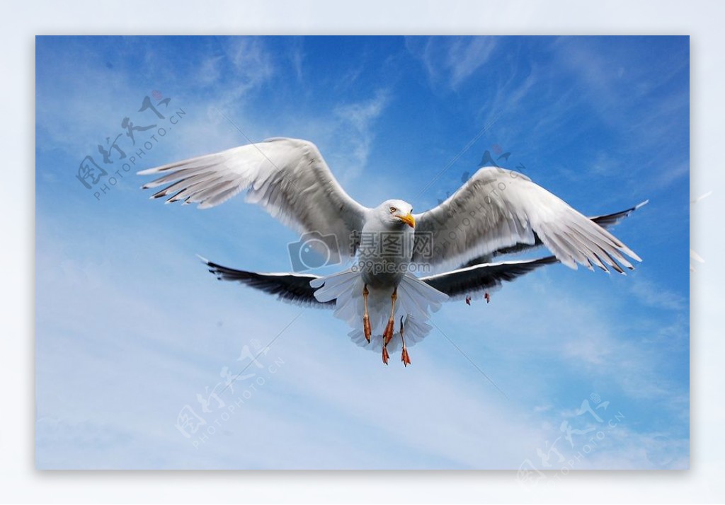 翱翔在空中的海鸥