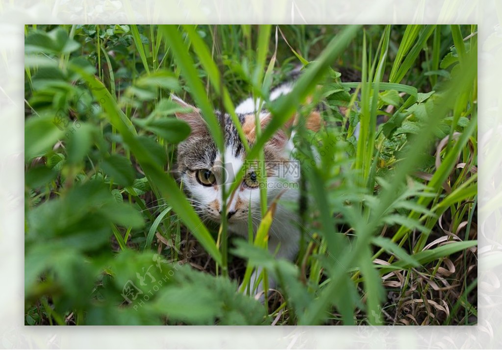 草丛里的猫咪