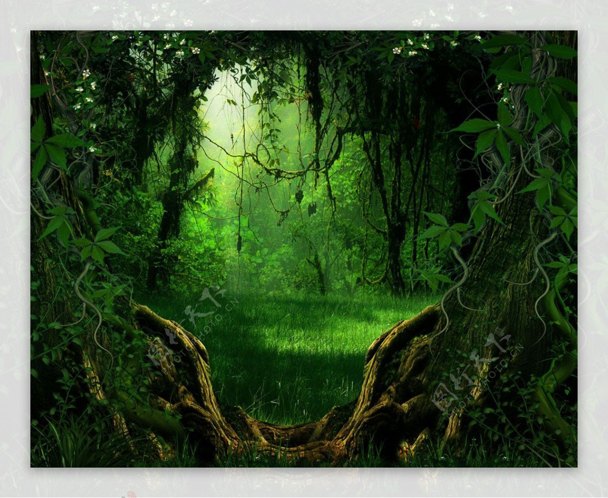 神秘树林背景图片