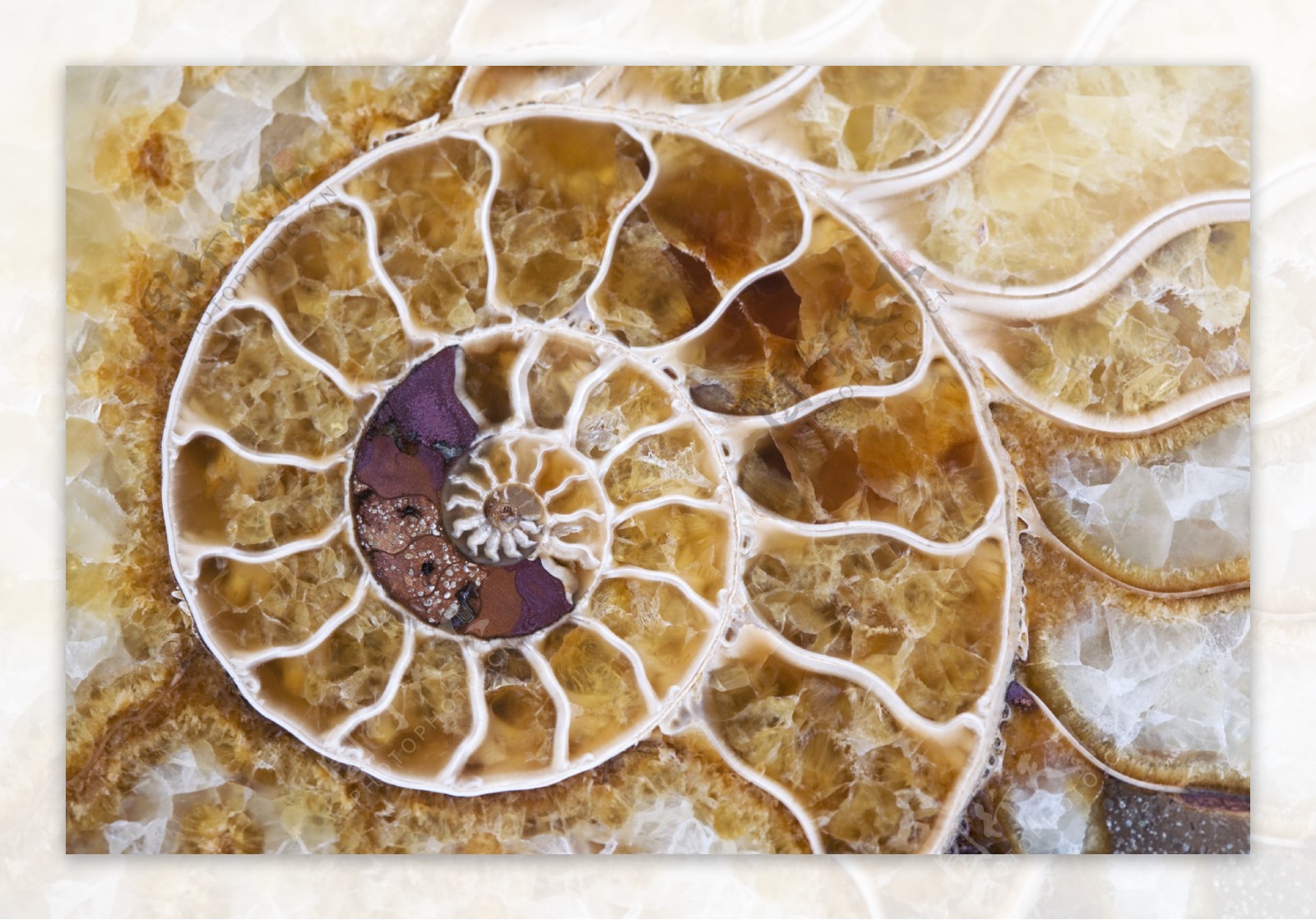 海螺平面解剖图