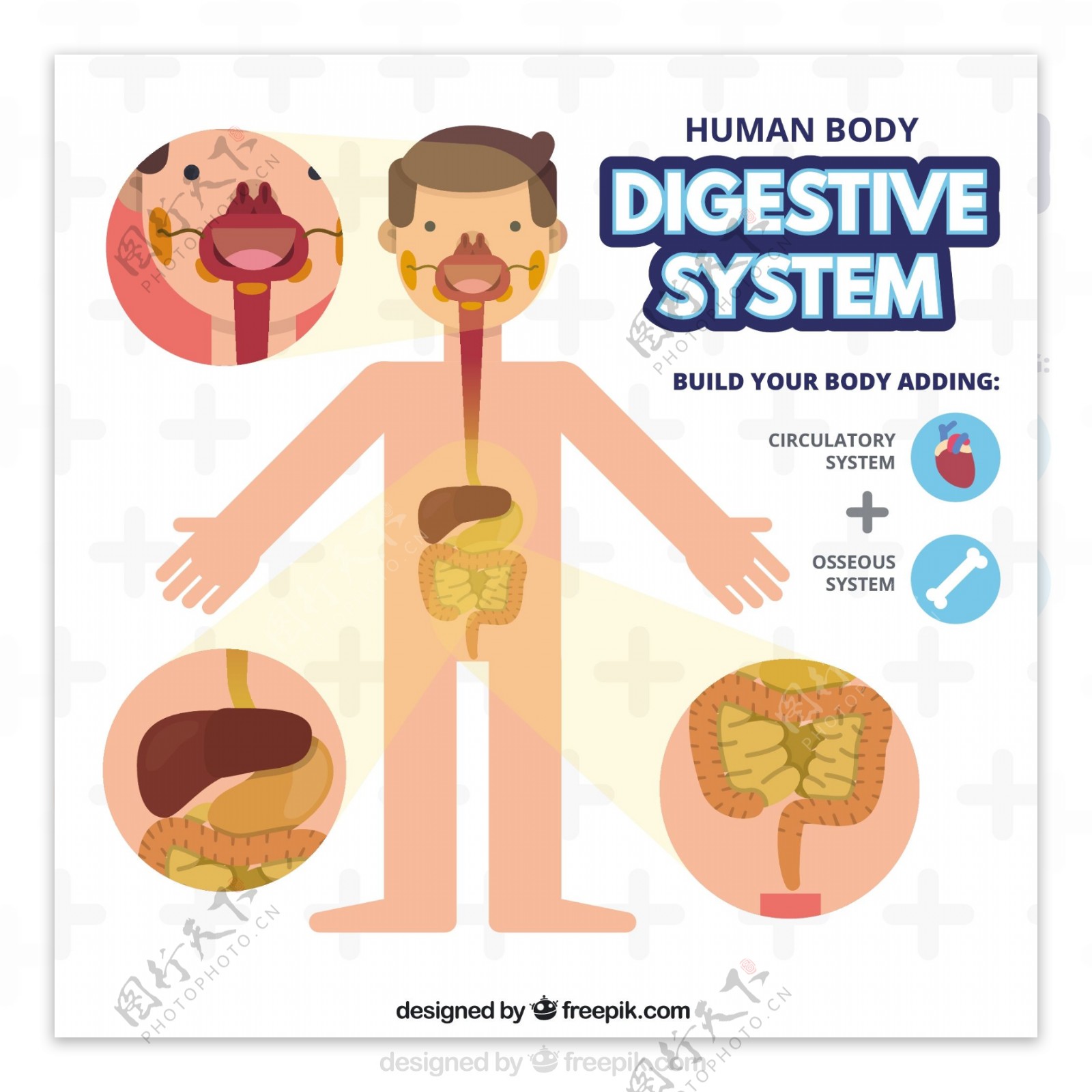 人体消化系统