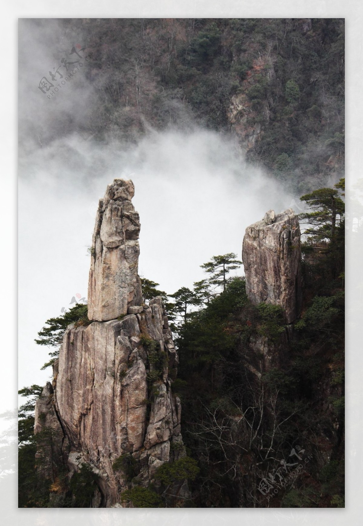 安徽黄山奇松风景