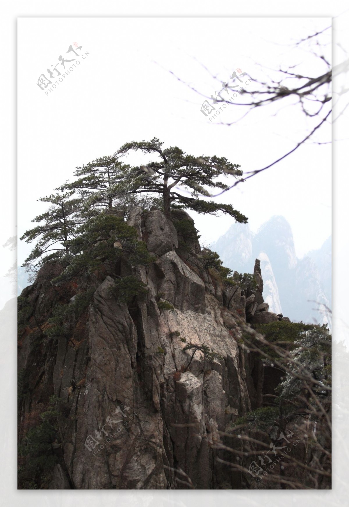 安徽黄山奇松风景