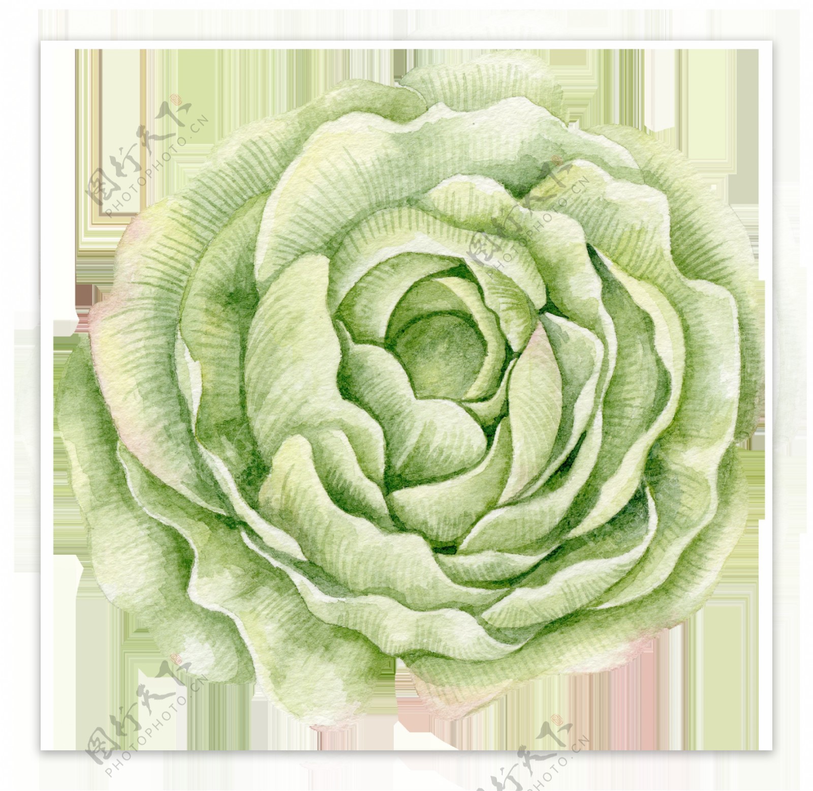 嫩绿色包菜状花朵图片素材