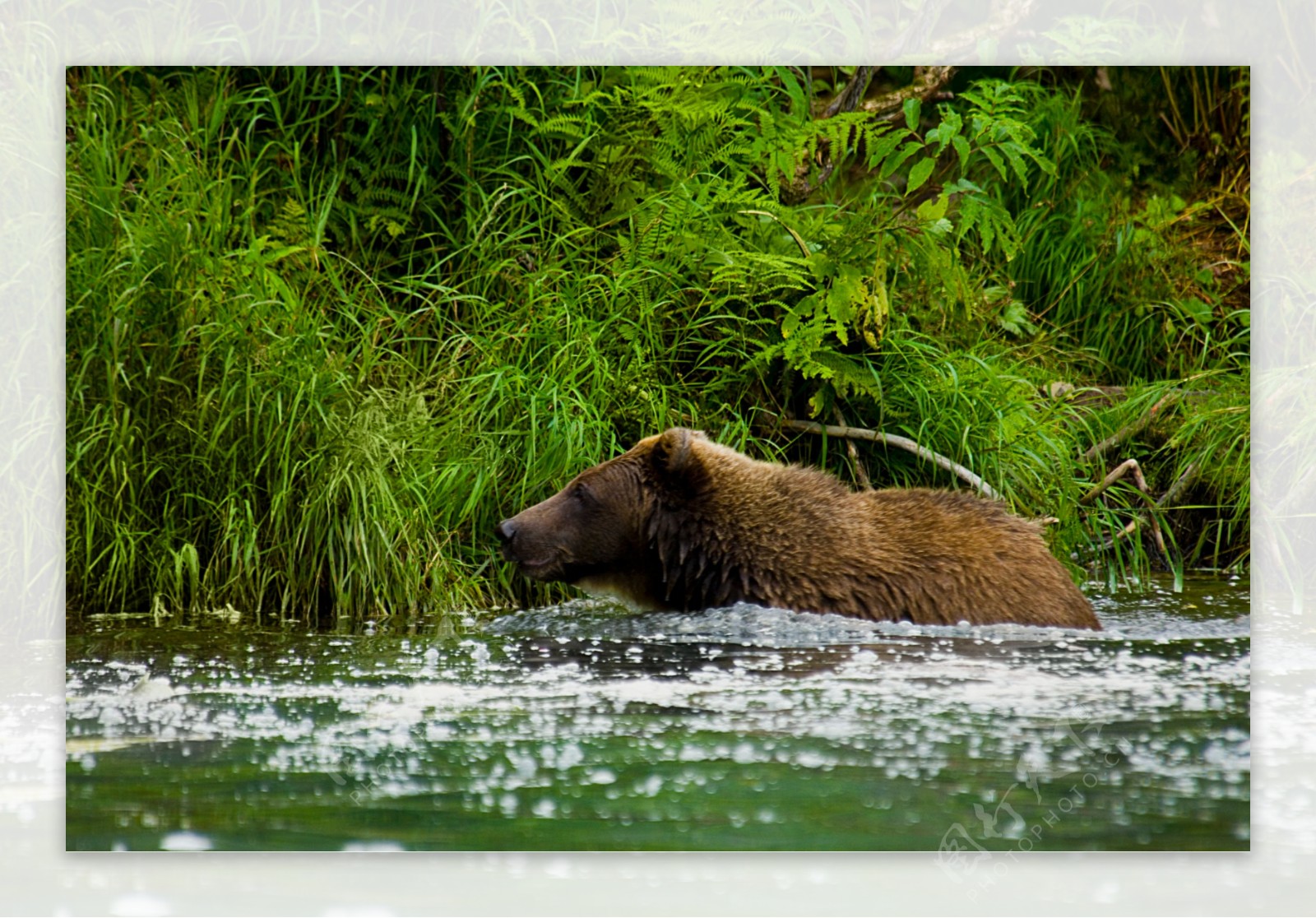 水里旅游的棕熊高清图片