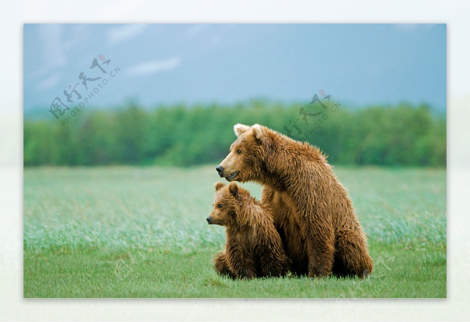 草地上的大熊与小熊