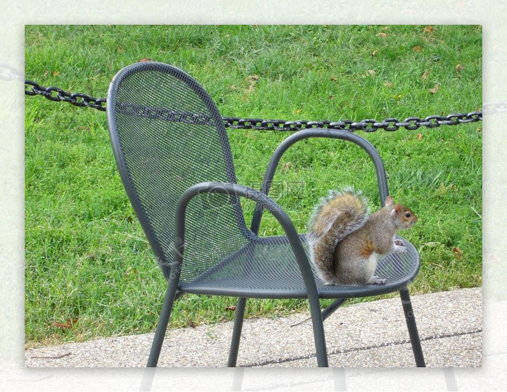 坐在椅子上的松鼠