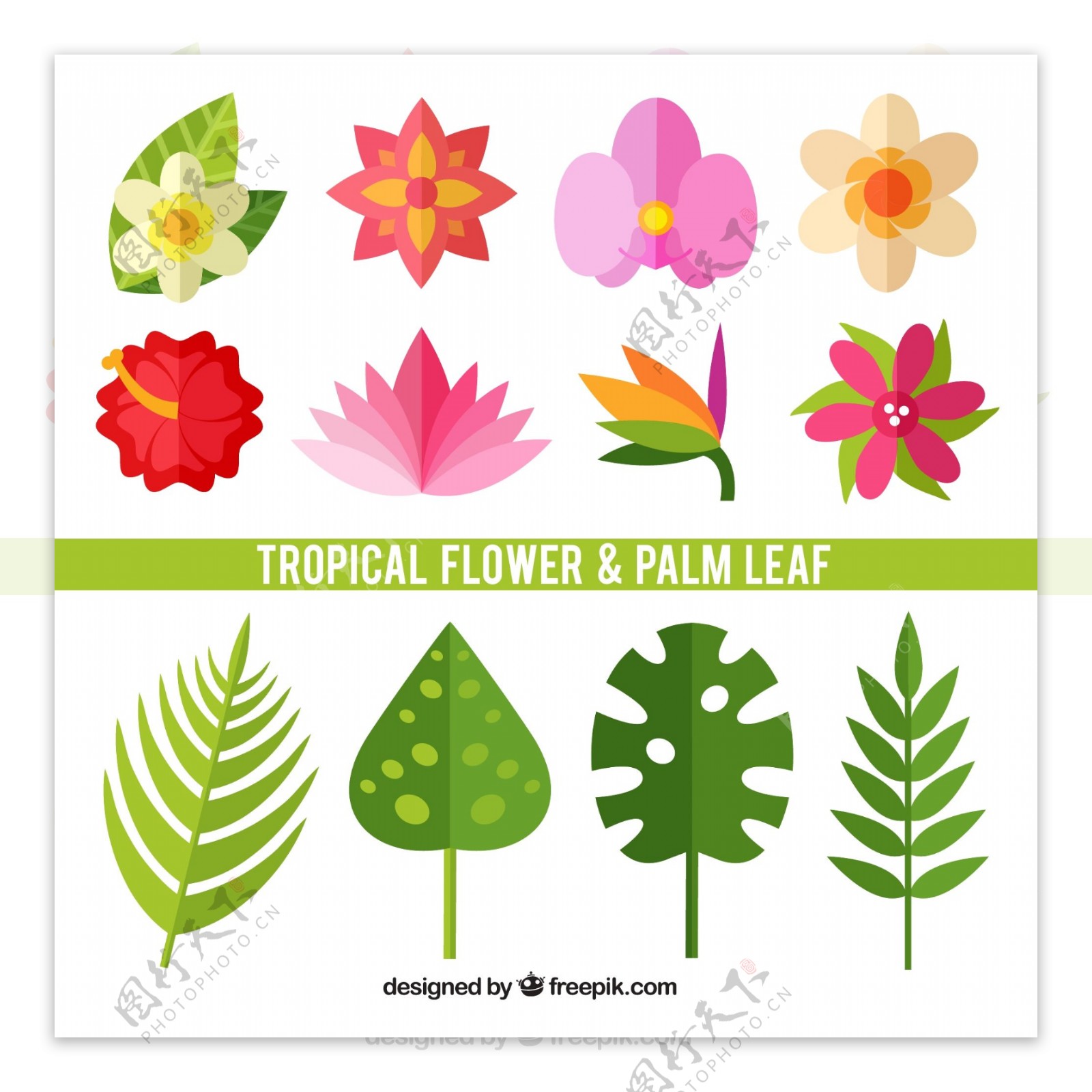 12款热带植物花卉和棕榈叶子矢量素材