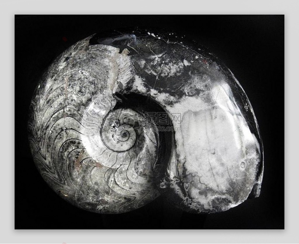 破碎的蜗牛化石