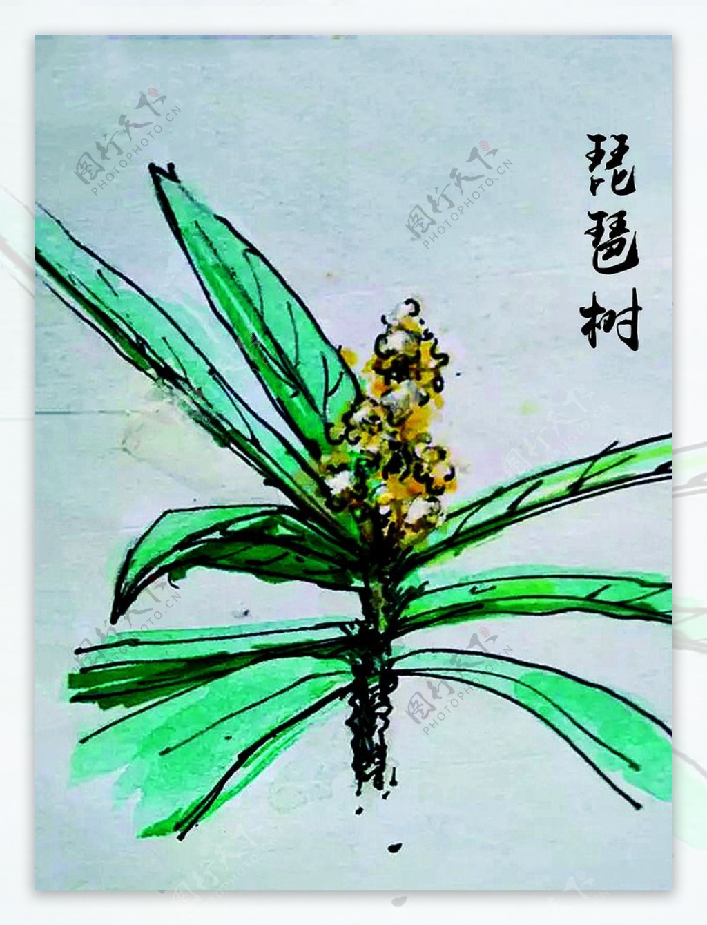 琵琶树的花开季