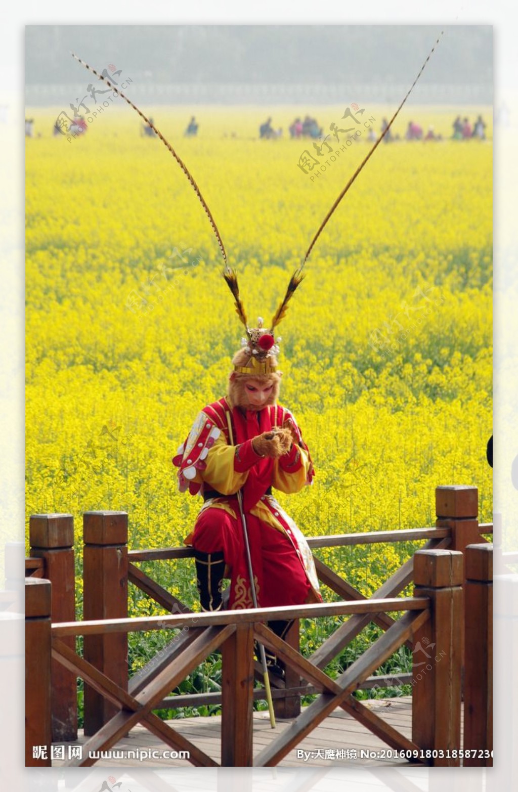 孙悟空看菜花