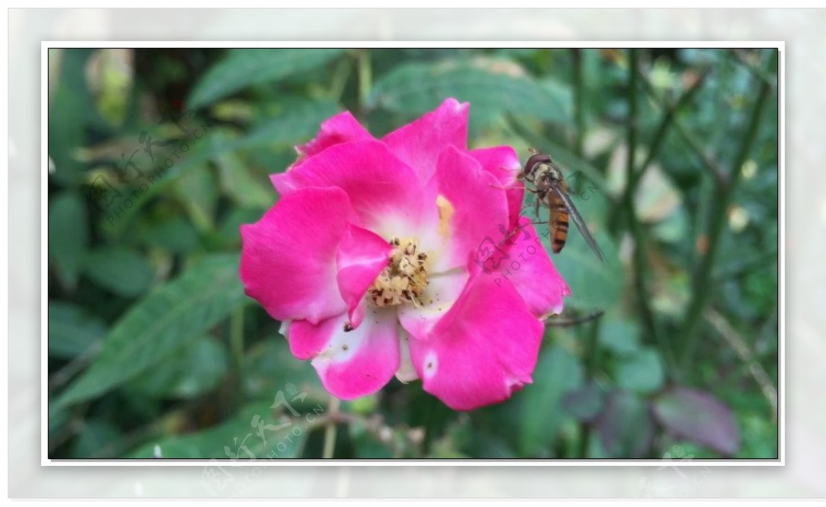 红花蜜蜂视频素材
