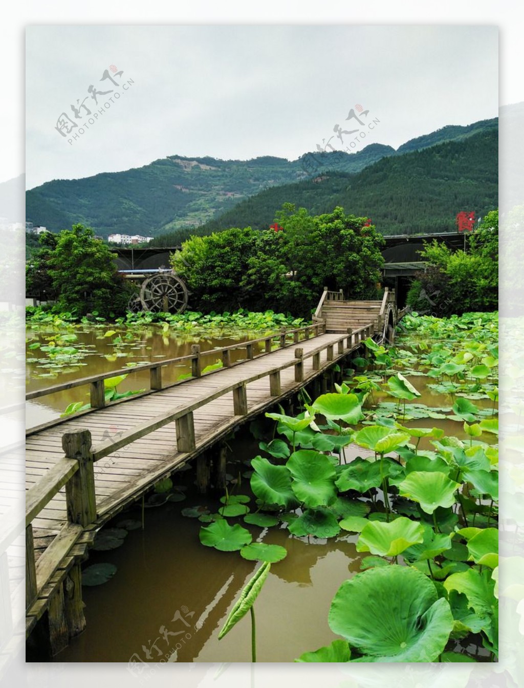 荷花池里的木道