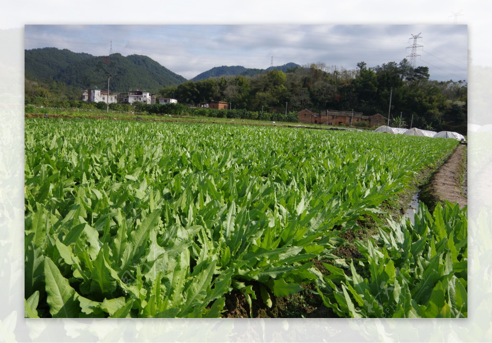 蔬菜基地