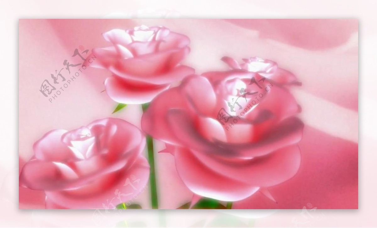 喜庆玫瑰花朵绽放视频素材