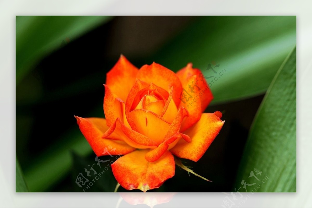 橙色的玫瑰花