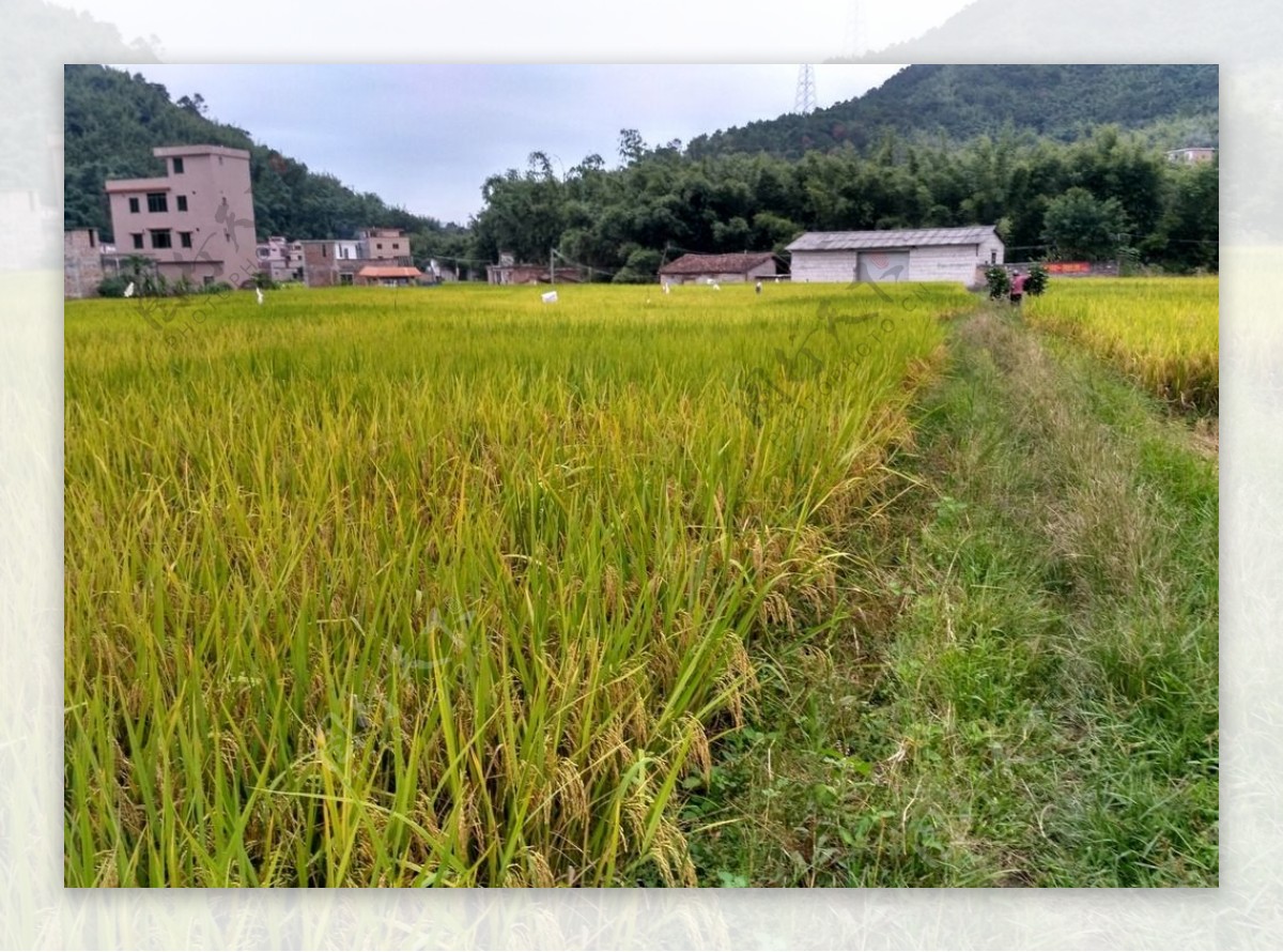 金色田野