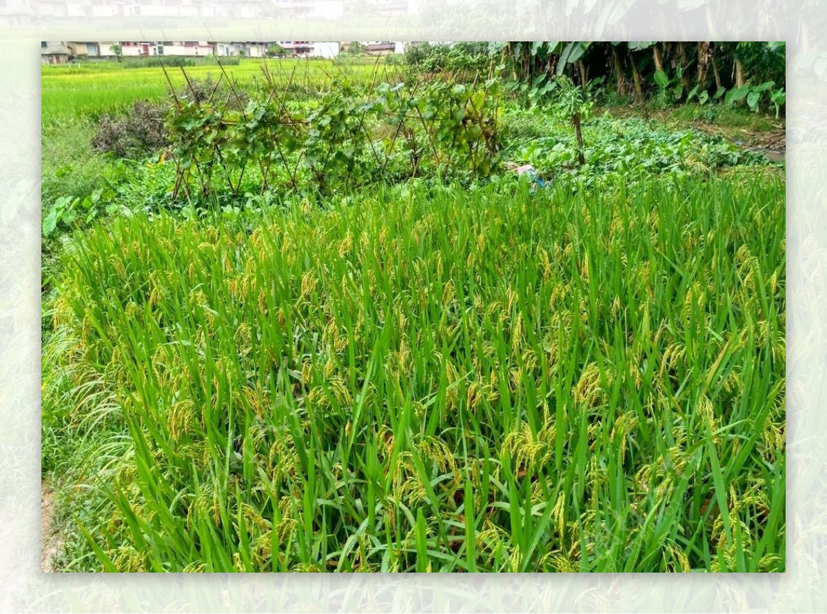 雨天的乡村田野