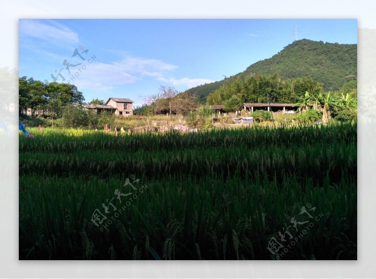 山川的田野