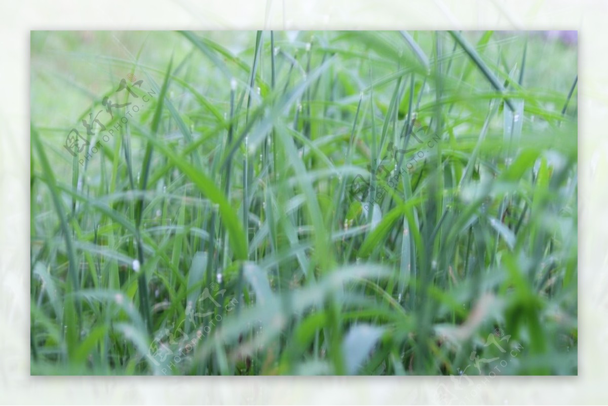 雨后青草