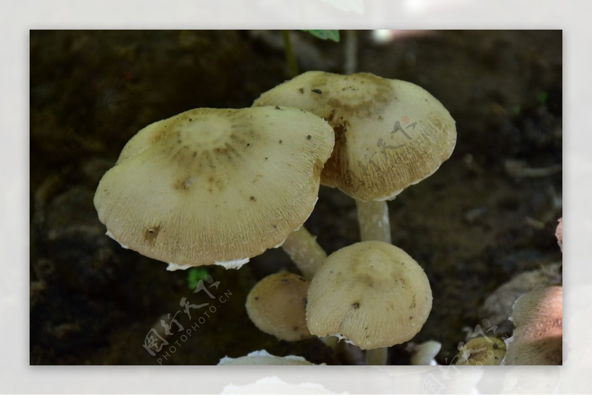 大小蘑菇群