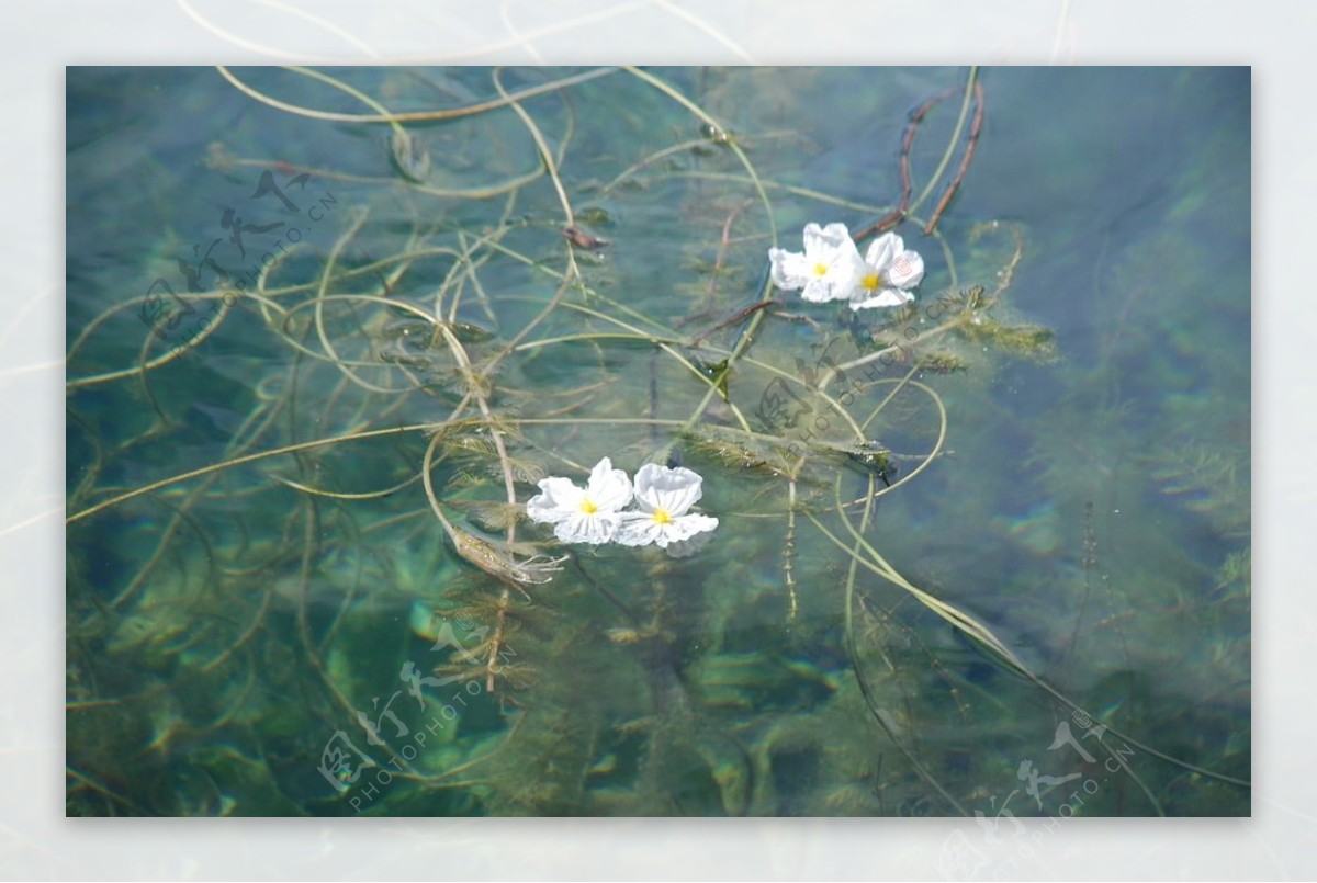 波叶海菜花