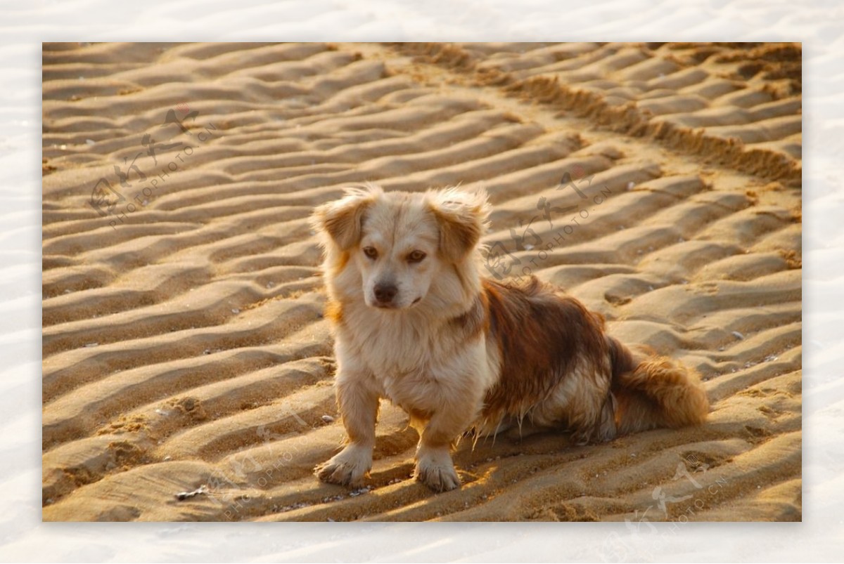 沙滩上的狗
