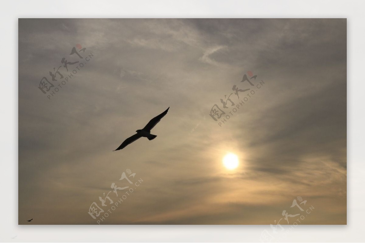 夕阳海鸥