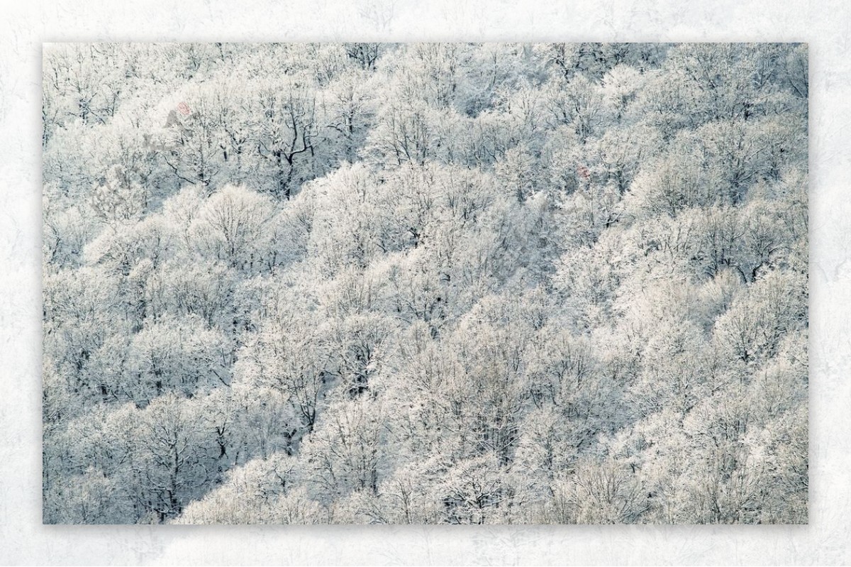 大雪覆盖的森林