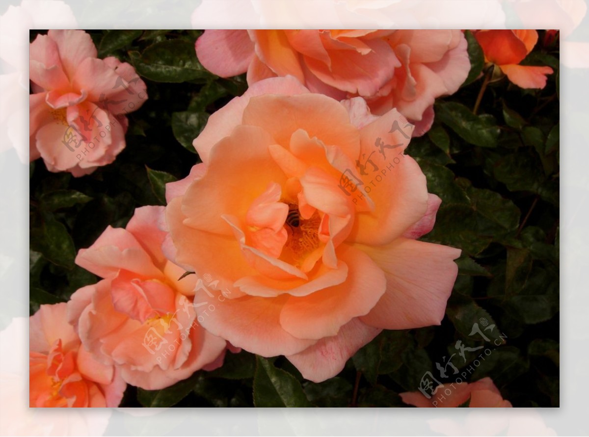 浪漫橙色玫瑰花