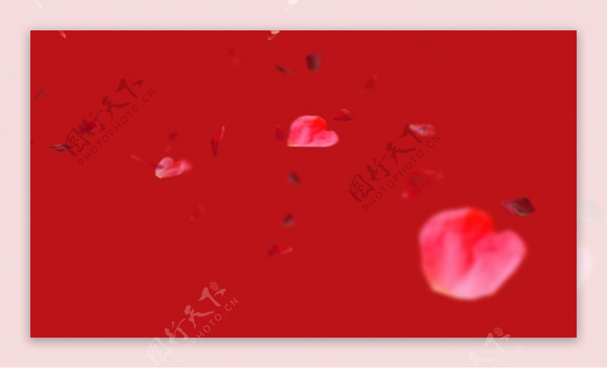 浪漫红色背景花瓣飞舞动态视频素材