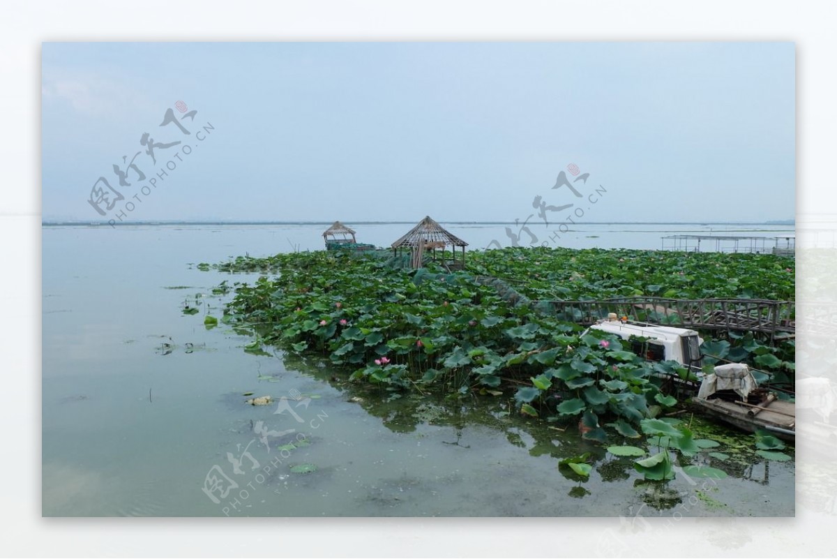 阳澄湖荷花