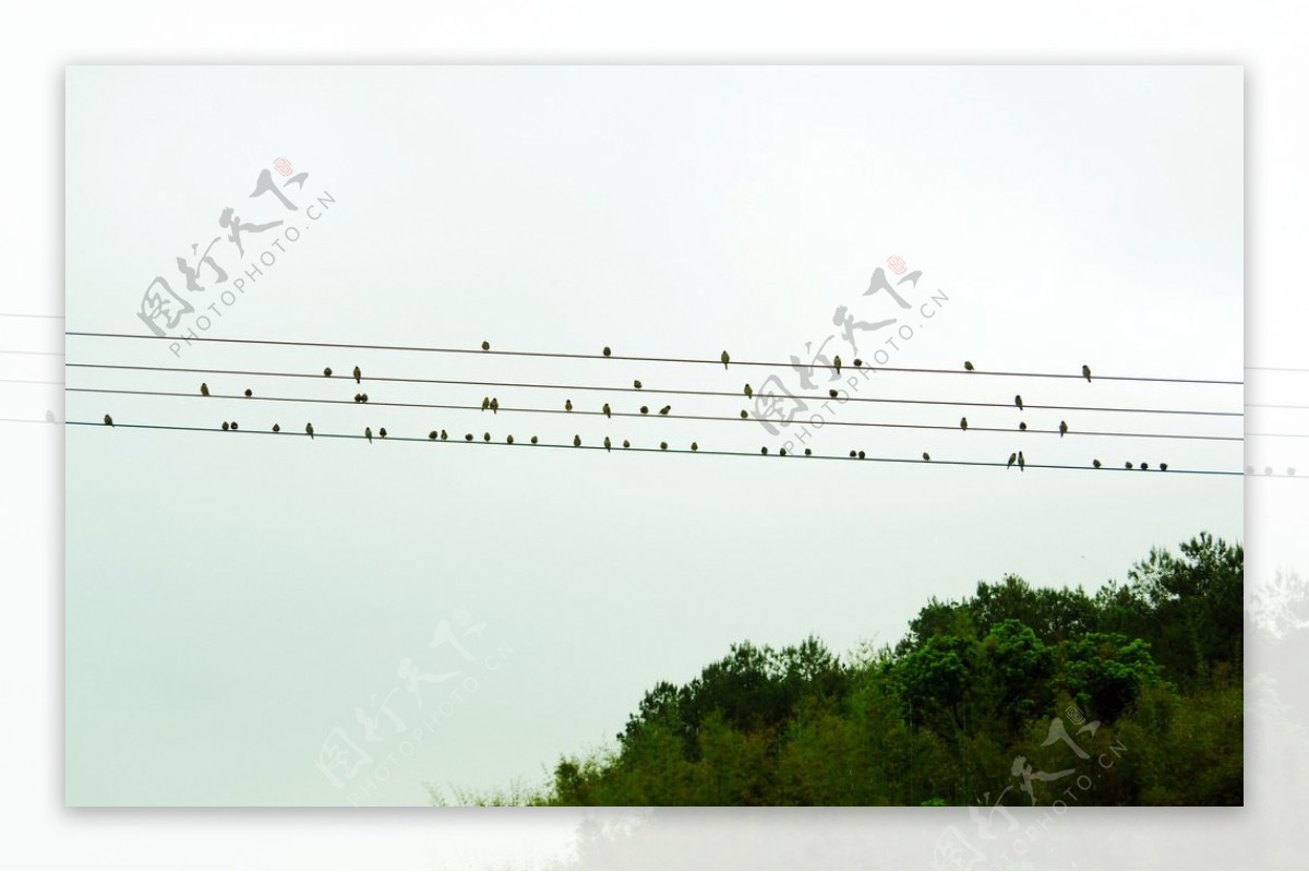 乡村景观电线群鸟