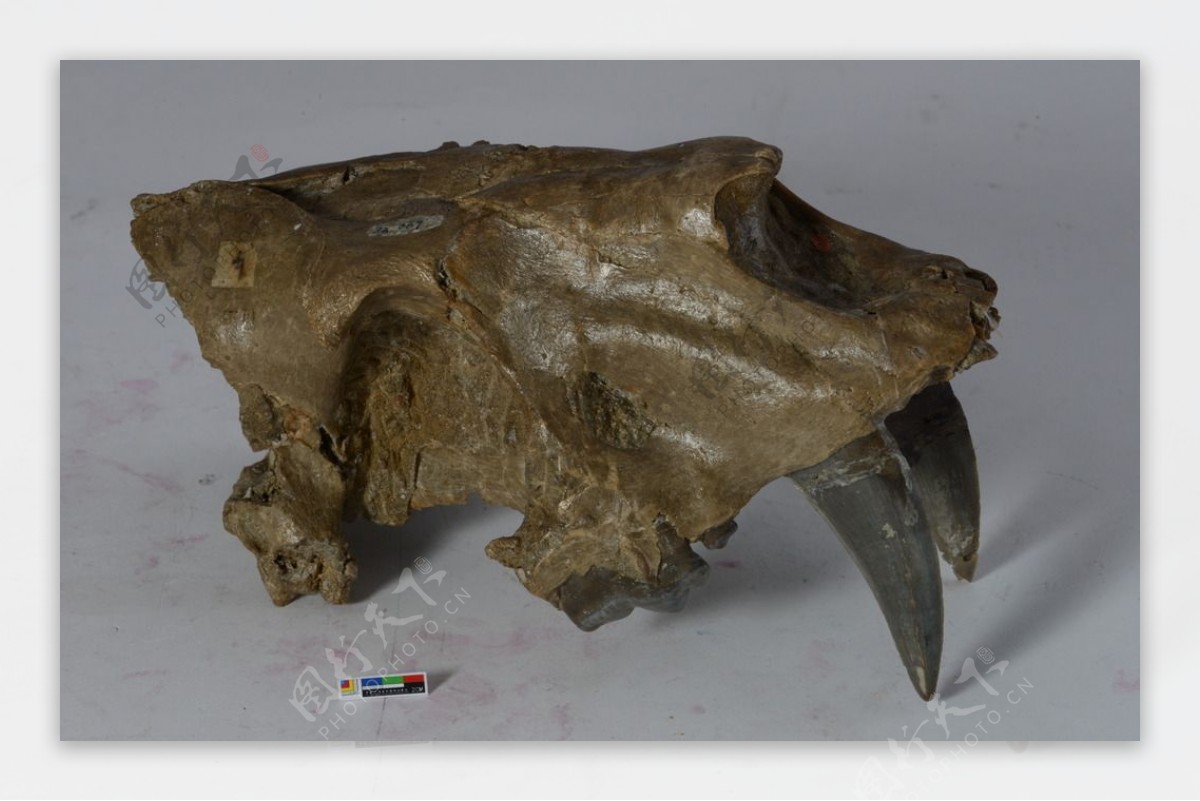 剑齿虎古代头骨化石标本