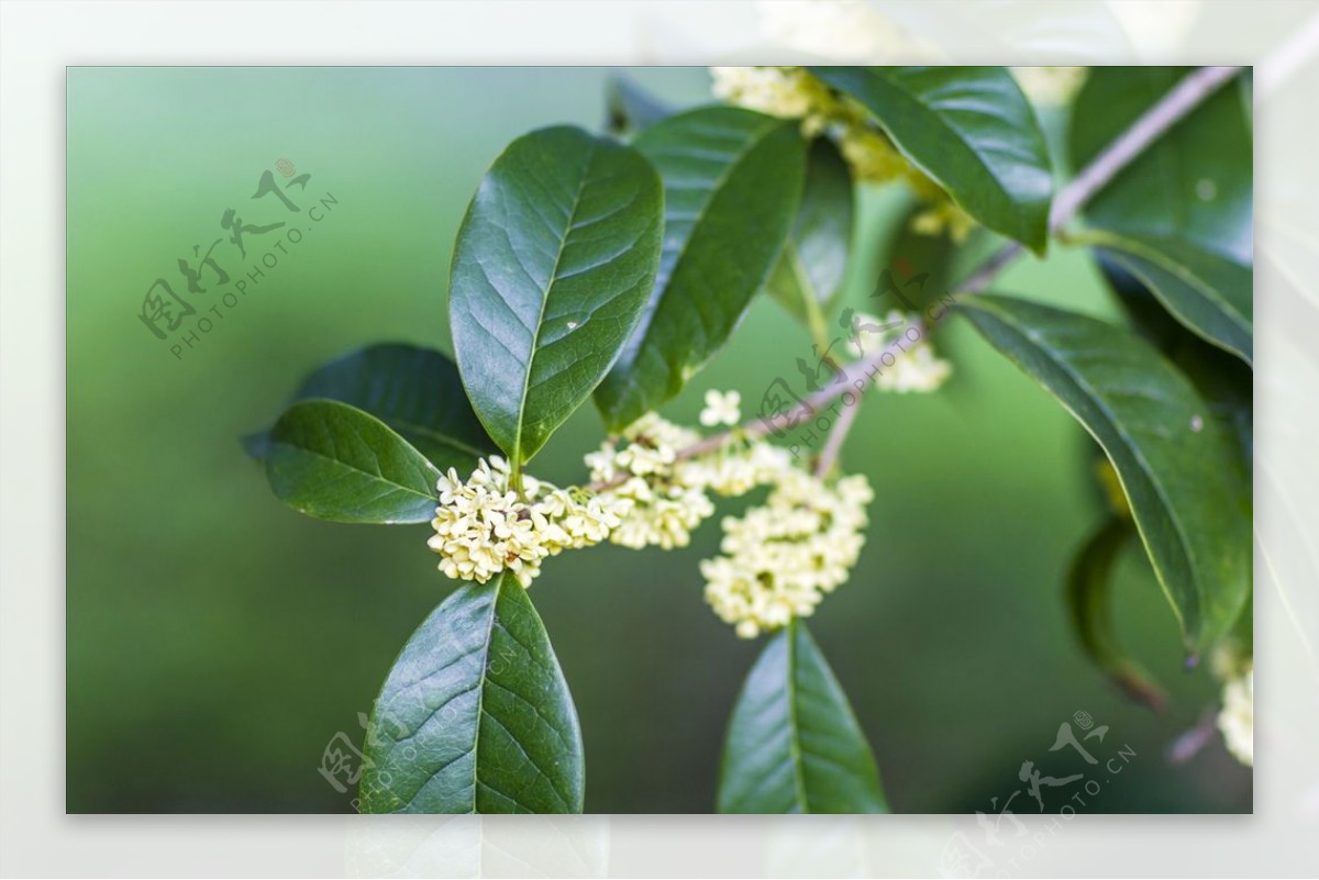 桂花树