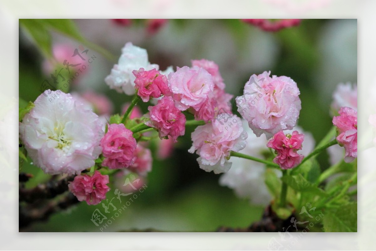 漂亮花朵