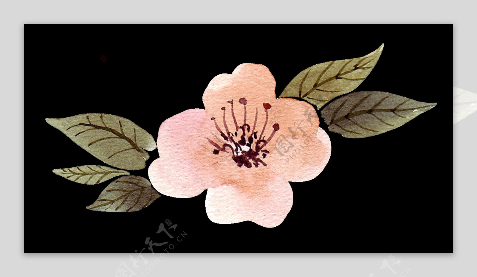 古典花卉透明装饰素材