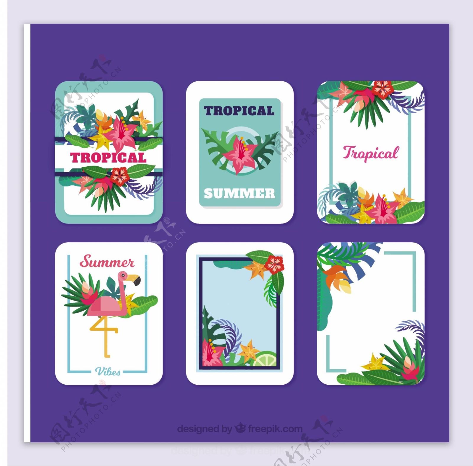 热带收藏卡